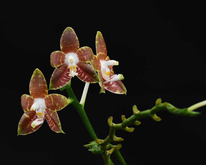 Phalaenopsis amboinensis x venosa  (Ambonosa) Nr_39610