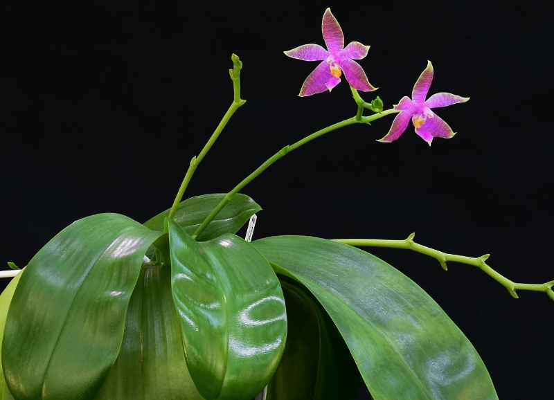 Phalaenopsis violacea x lueddemanniana (Luedde-Violacea) Nr_46610