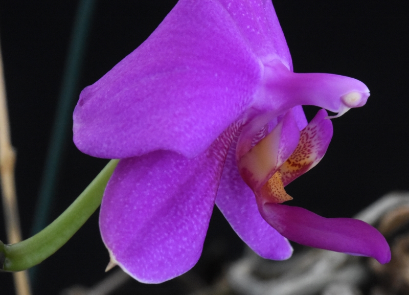 Phalaenopsis schilleriana x violacea (Lanny) Nr_53410