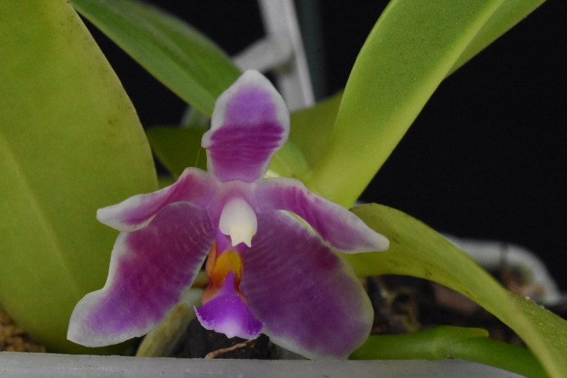 Phalaenopsis cornu-cervi x modesta (Jayamurni) Nr_56010