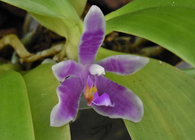 Phalaenopsis cornu-cervi x modesta (Jayamurni) Nr_56011