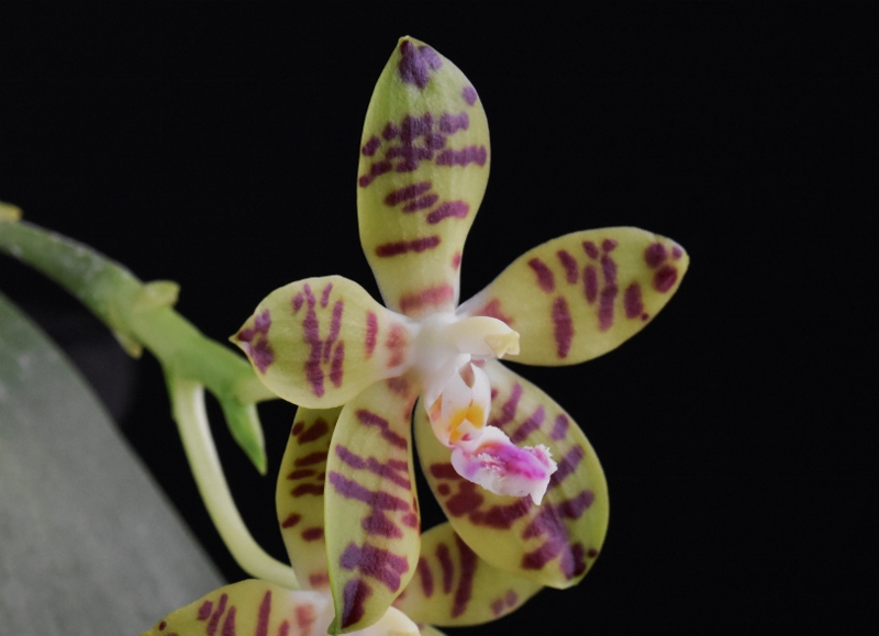 Phalaenopsis doweryensis x amboinensis Nr_56716