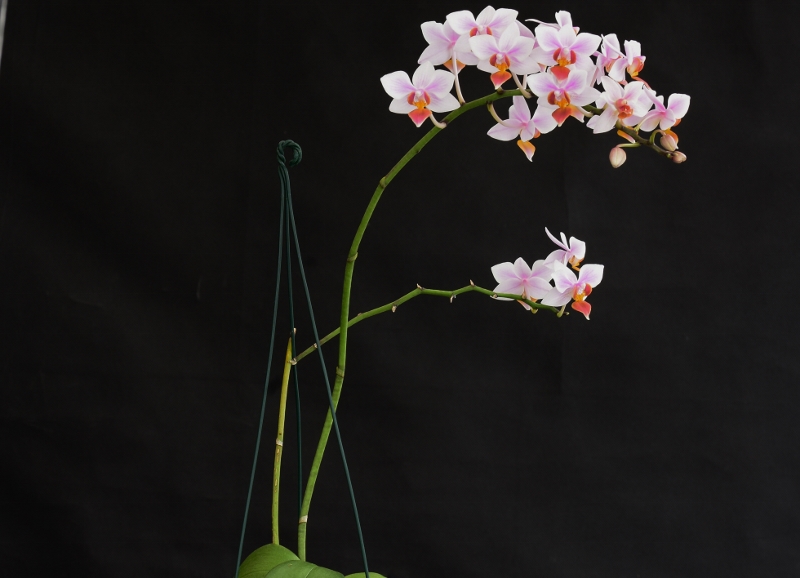 Phalaenopsis aphrodite x equestris (Intermedia) Nr_60210