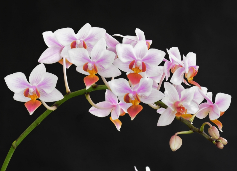 Phalaenopsis aphrodite x equestris (Intermedia) Nr_60211