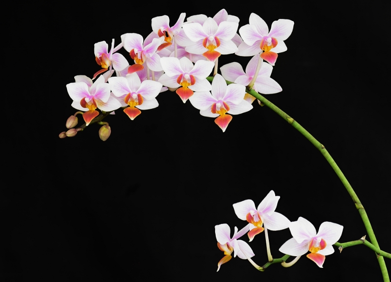 Phalaenopsis aphrodite x equestris (Intermedia) Nr_60212