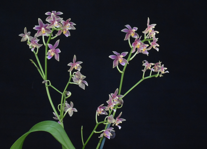 Phalaenopsis mannii X equestris (Linda Cheok) Nr_64812