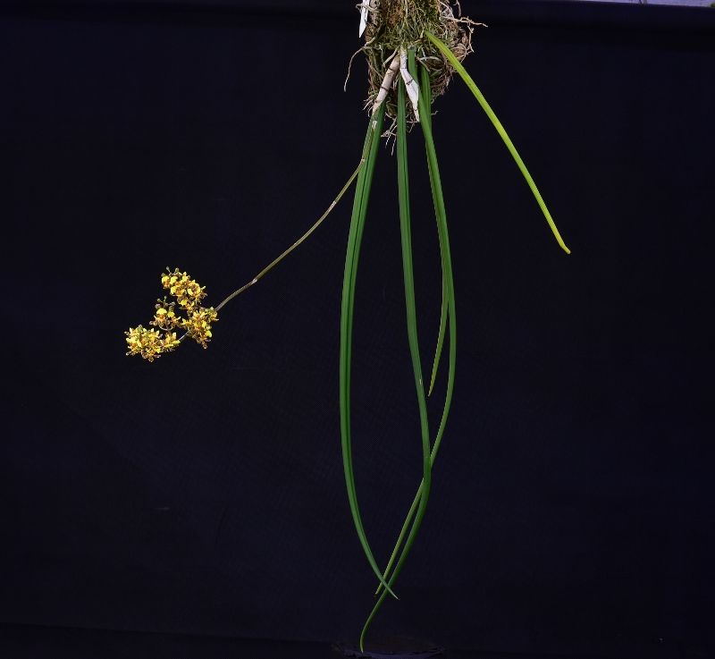 Oncidium ascendens Oncidi13