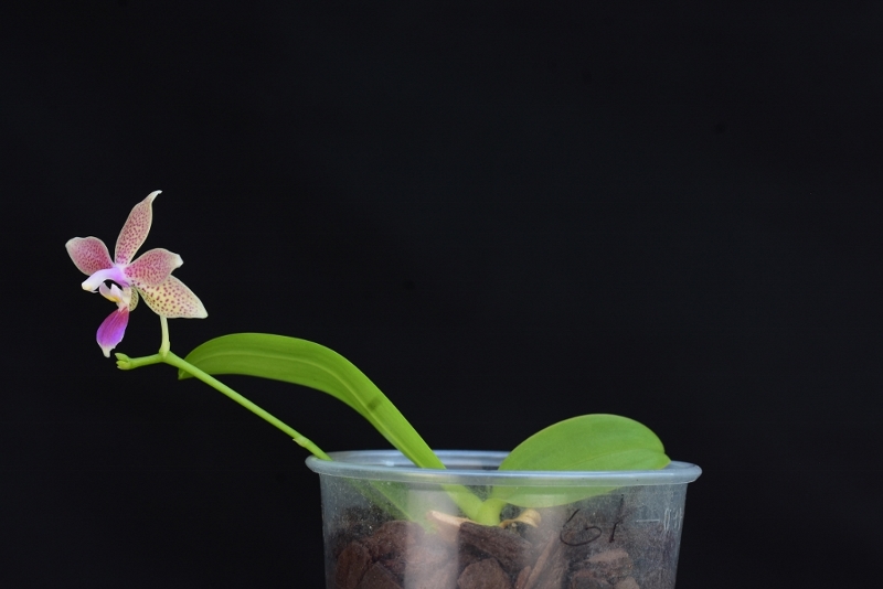 Phalaenopsis pallens x equestris (GK's Pallestris) Phal1006