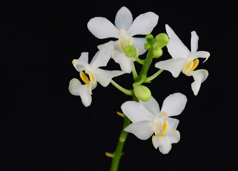 Phalaenopsis pulcherrima x equestris (Purple Gem) - Seite 2 Phal1054