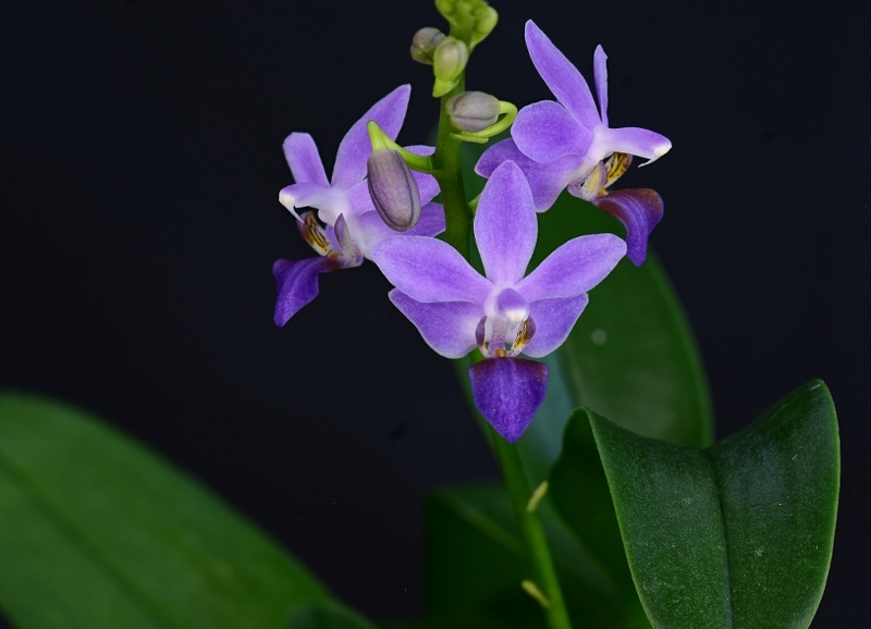 Phalaenopsis pulcherrima x equestris (Purple Gem) - Seite 2 Phal1056