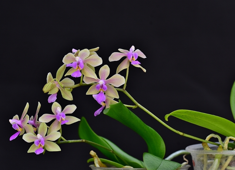 Phalaenopsis stobartiana x equestris (Memoria Herman Sweet) Phal1087