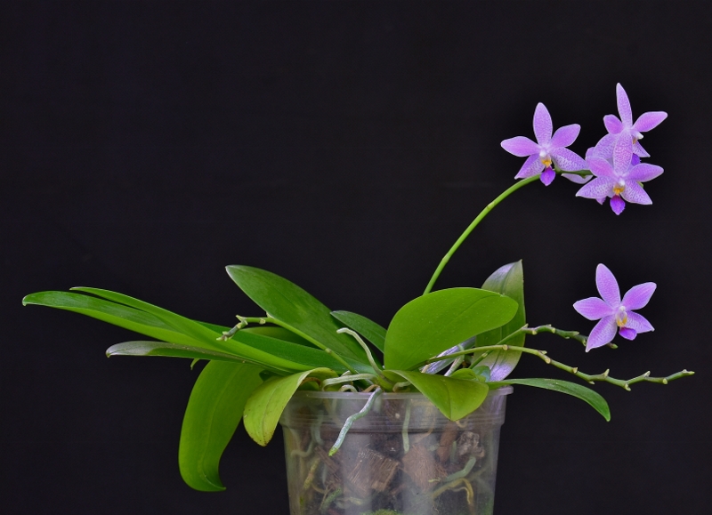 Phalaenopsis speciosa x equestris (Hiroshima Tetratris) - Seite 2 Phal1113