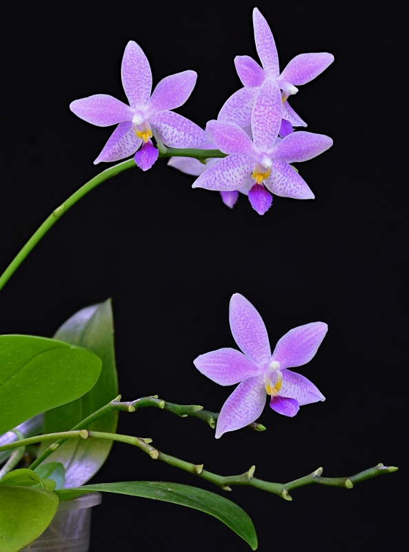 Phalaenopsis speciosa x equestris (Hiroshima Tetratris) - Seite 2 Phal1114