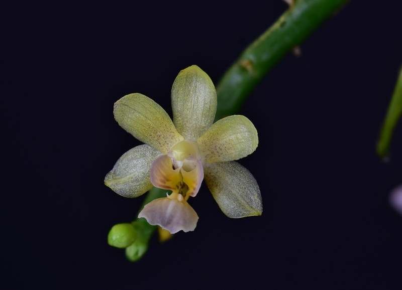 Makroaufnahmen von Miniaturorchideen - Seite 8 Phal1118