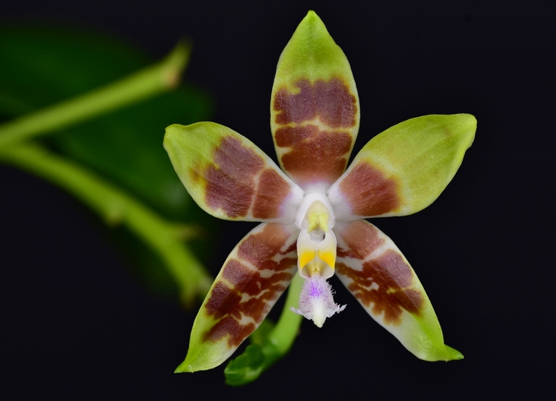 Phalaenopsis speciosa X venosa (Venosasp) Phal1131