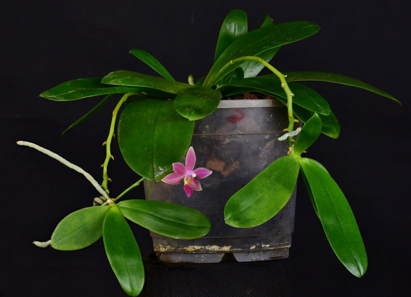 Phalaenopsis amboinensis x equestris (Ambotris) Phal1134