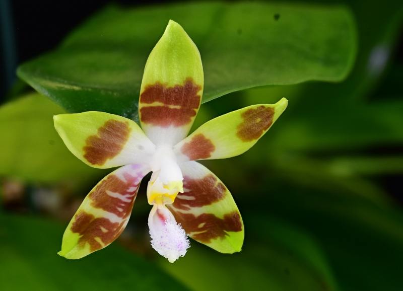 Phalaenopsis speciosa X venosa (Venosasp) Phal1168