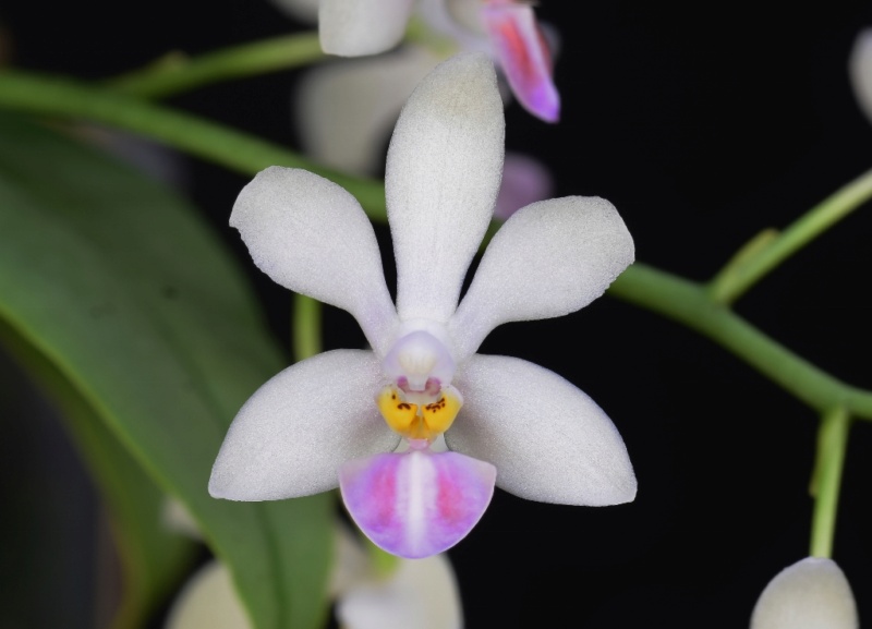 Phalaenopsis wilsonii x malipoensis (Grassau) Phal1225