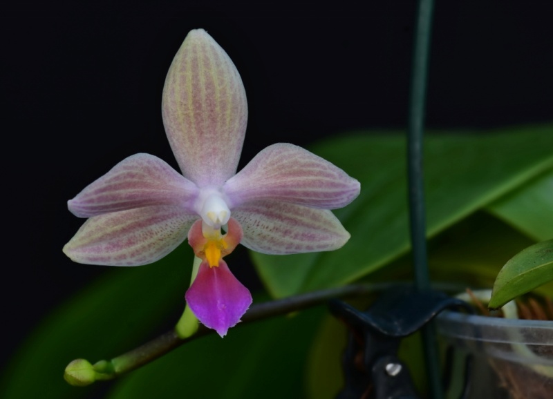 Phalaenopsis equestris x javanica (Christine Magro) Phal1246