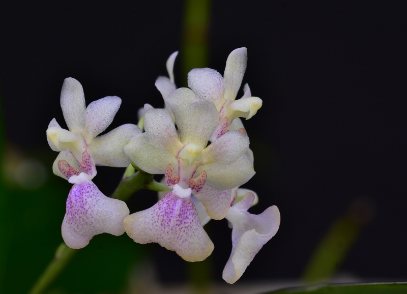 Phalaenopsis chibae x equestris (Equichi) Phal1269