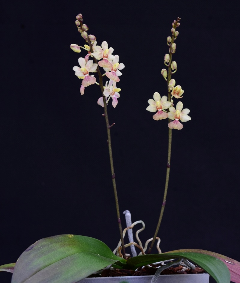 Phalaenopsis chibae x equestris (Equichi) Phal1270