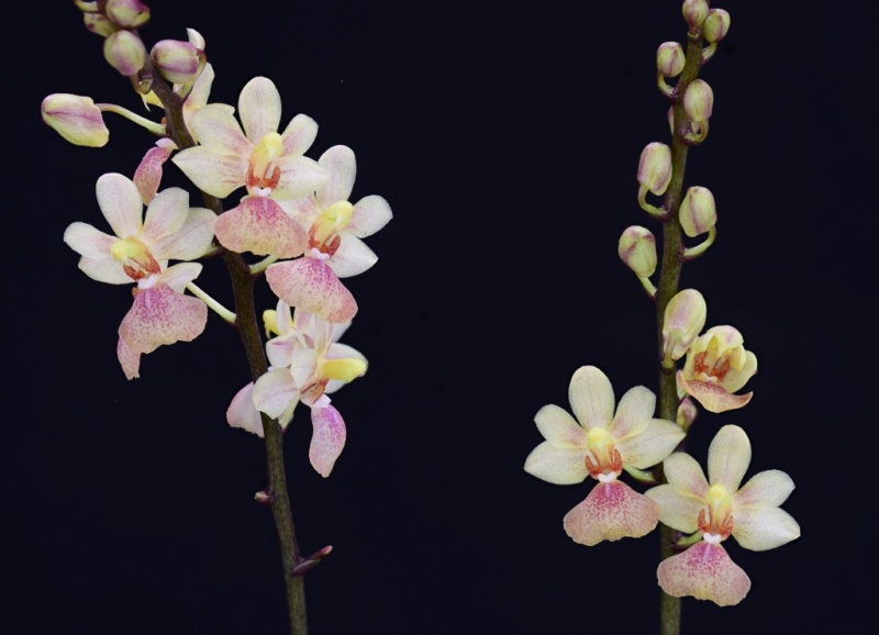Phalaenopsis chibae x equestris (Equichi) Phal1271