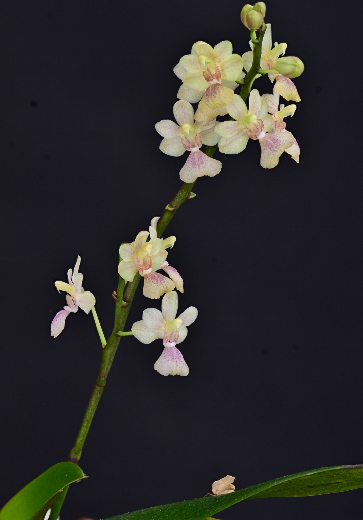 Phalaenopsis chibae x equestris (Equichi) Phal1272