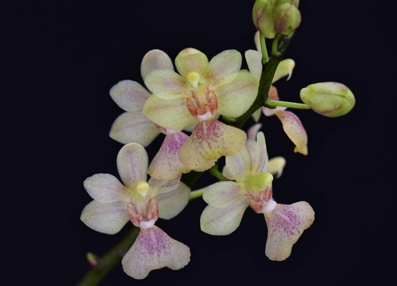 Phalaenopsis chibae x equestris (Equichi) Phal1273