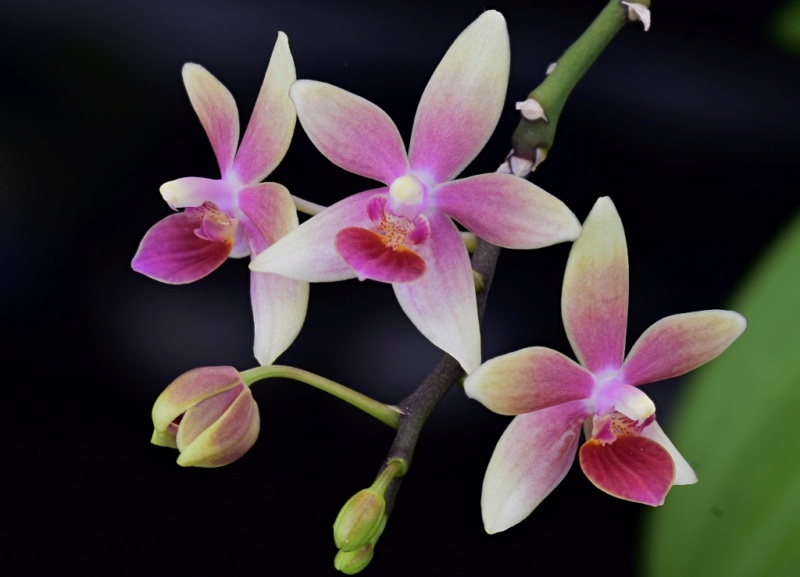 Phalaenopsis cochlearis x equestris (Anthony The) - Seite 2 Phal1290