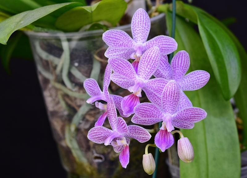 Phalaenopsis speciosa x lindenii (Janine) Phal1470