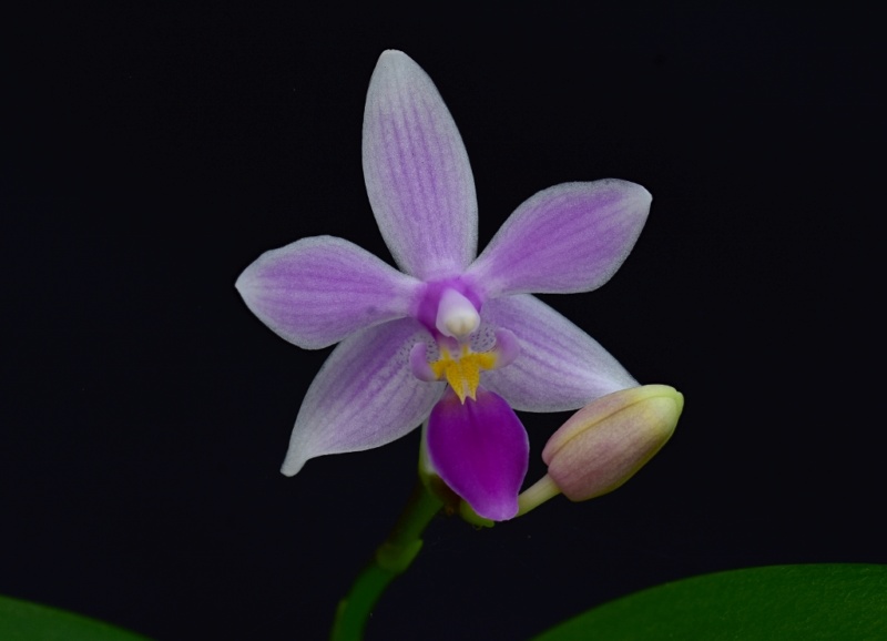 Phalaenopsis Yin's Green Jewel x equestris Rainbow (Sommerfugl) Phal1514