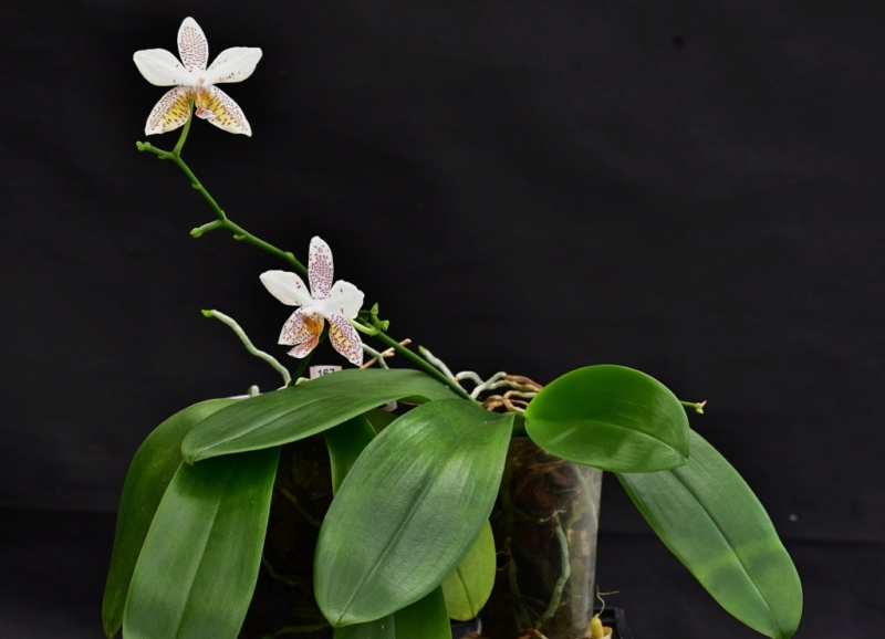 Phalaenopsis tetraspis x stuartiana (Tetra Star) Phal1529