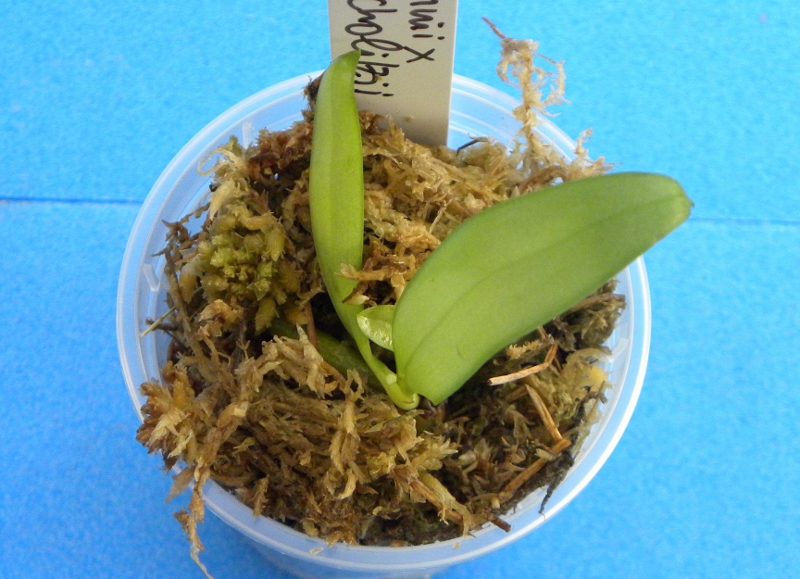 Phalaenopsis mannii x micholitzii (Margie Lane) Phala160