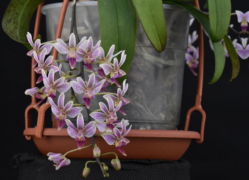 Phalaenopsis equestris x finleyi (Donna's Delight ) - Seite 6 Phala177