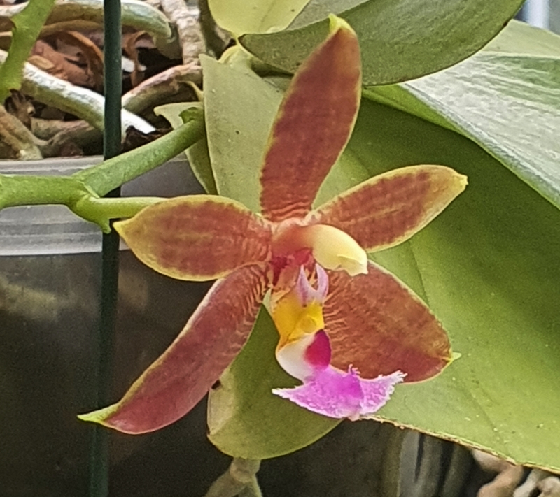 Phalaenopsis mannii x fimbriata (Manbriata)  Phala222