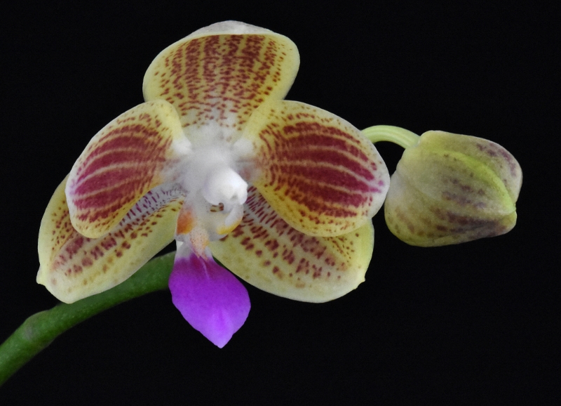 Makrofotografie von Orchideenblüten, kurze allgemeine Anleitung Phala235
