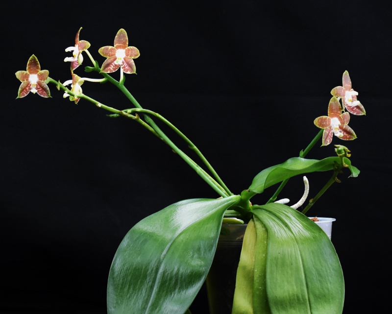 Phalaenopsis amboinensis x venosa  (Ambonosa) Phala246