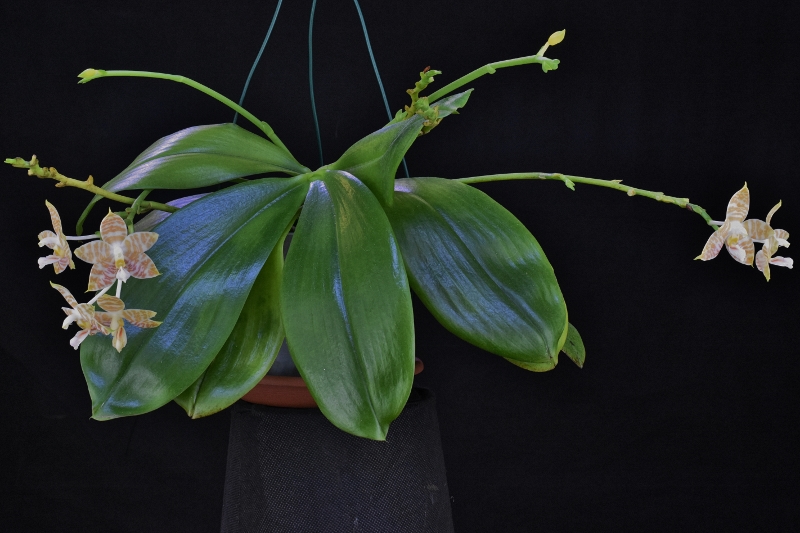 Phalaenopsis amboinensis x bellina (Guadelupe Pineda ) Phala257