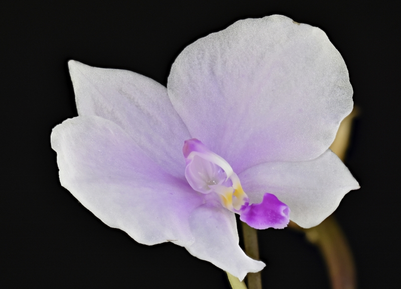 Makrofotografie von Orchideenblüten, kurze allgemeine Anleitung Phala265