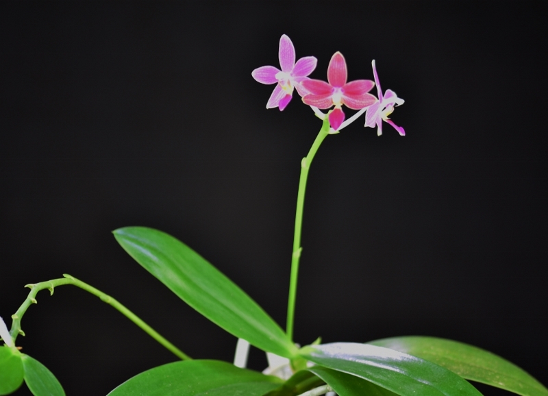 Phalaenopsis amboinensis x equestris (Ambotris) Phala274