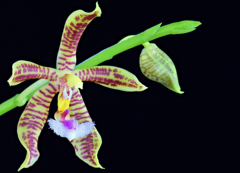 Phalaenopsis mannii x fimbriata (Manbriata)  Phala289