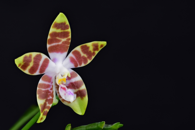 Phalaenopsis speciosa X venosa (Venosasp) Phala291