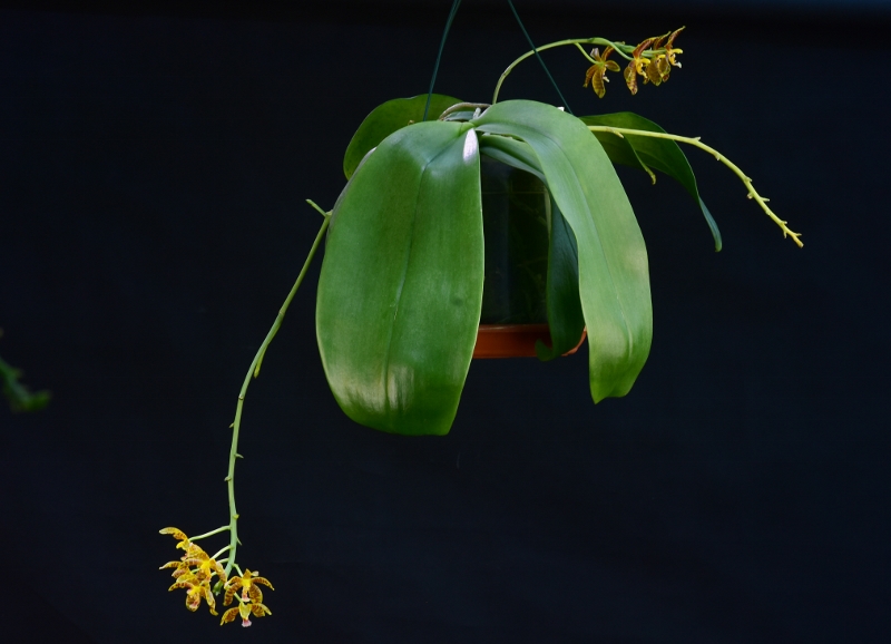 Phalaenopsis gigantea x mannii (Rosie Clouse) - Seite 2 Phala384