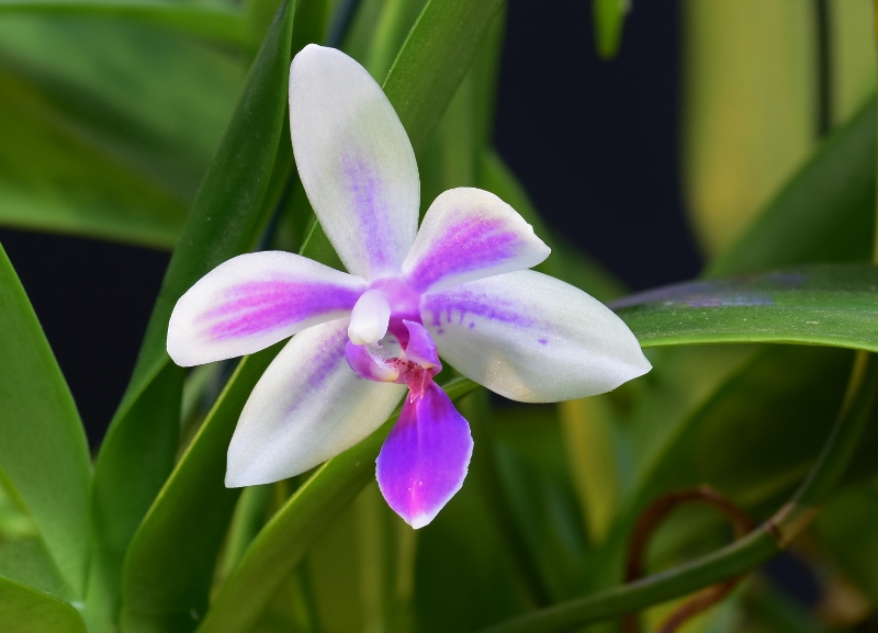 Phalaenopsis lueddemanniana x equestris (Mahinhin) Phala387