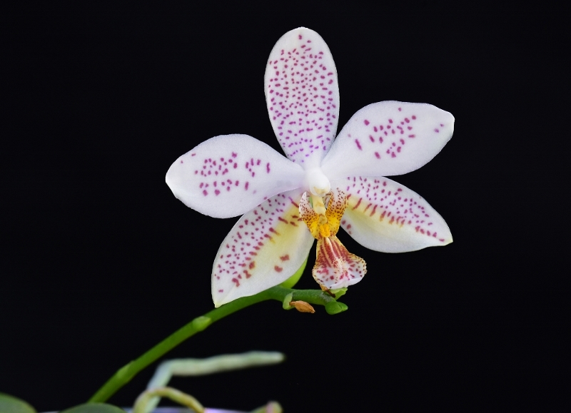 Phalaenopsis tetraspis x stuartiana (Tetra Star) Phala389