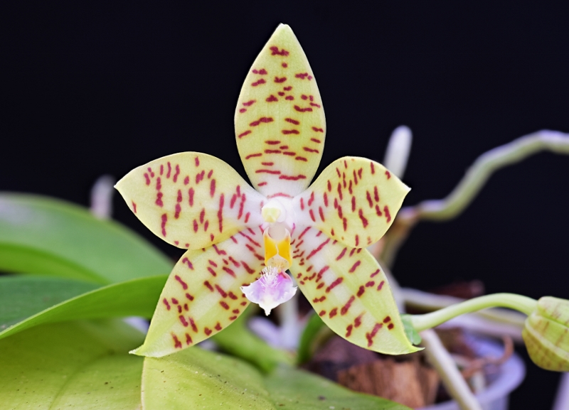 Phalaenopsis lueddemanniana x pallens (Freed's Malibu Facination) Phala399