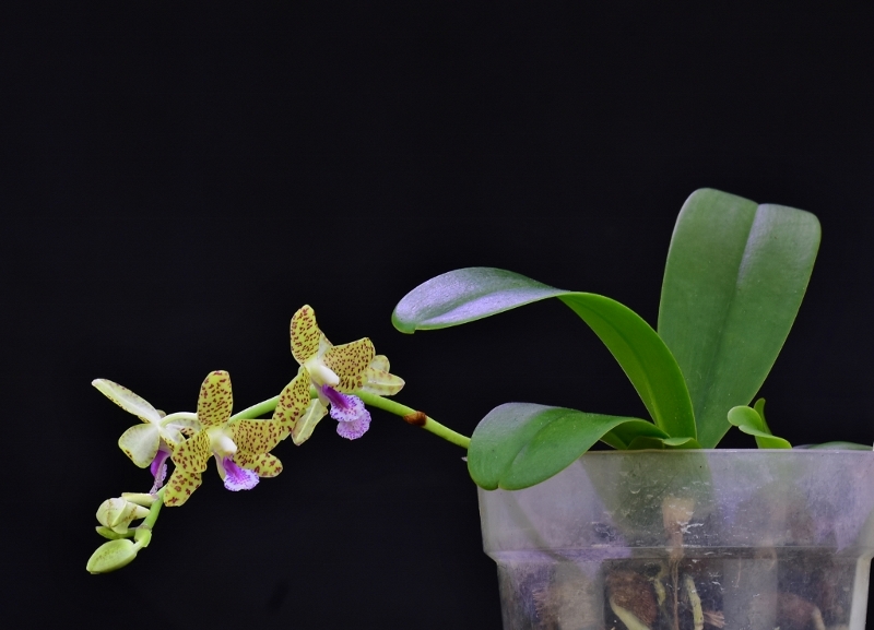 Phalaenopsis hygrochila x japonica (Little One) Phala413