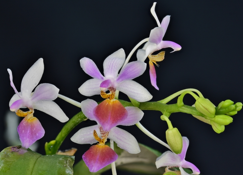 Phalaenopsis equestris x parishii (Partris) Phala421