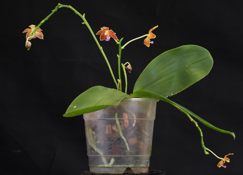 Phalaenopsis mannii x bastianii Phala431