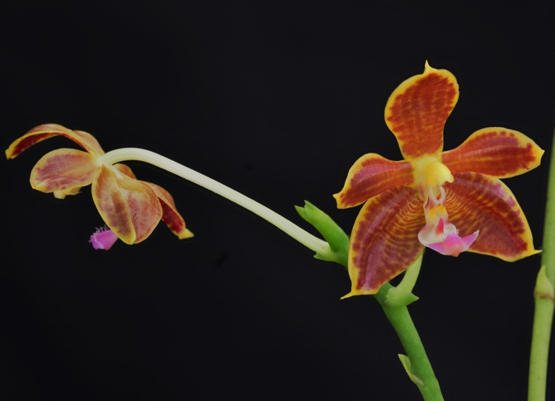 Phalaenopsis mannii x bastianii Phala432